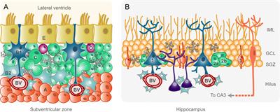 To Become or Not to Become Tumorigenic: Subventricular Zone Versus Hippocampal Neural Stem Cells